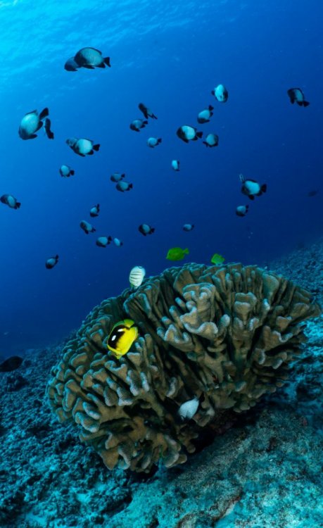 Reef1.JPG