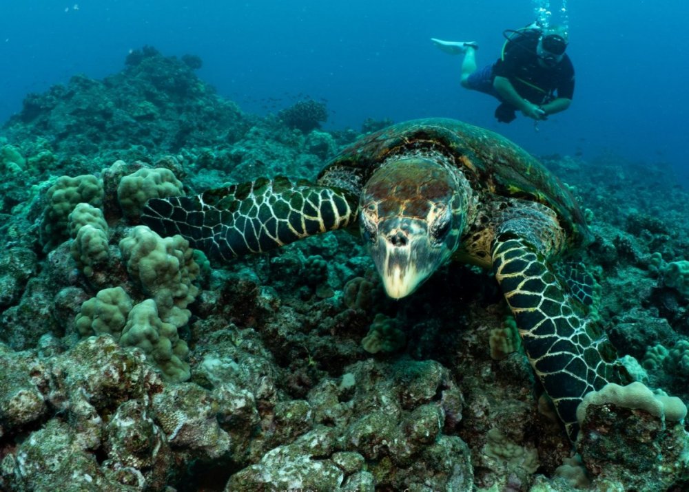 Turtle1.JPG