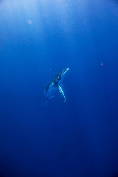 Tahiti-Whale-LU6A1727 REDUCED.jpg