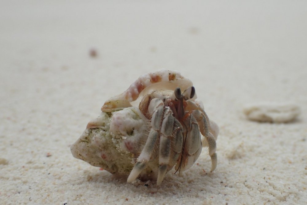 hermit crab2.JPG