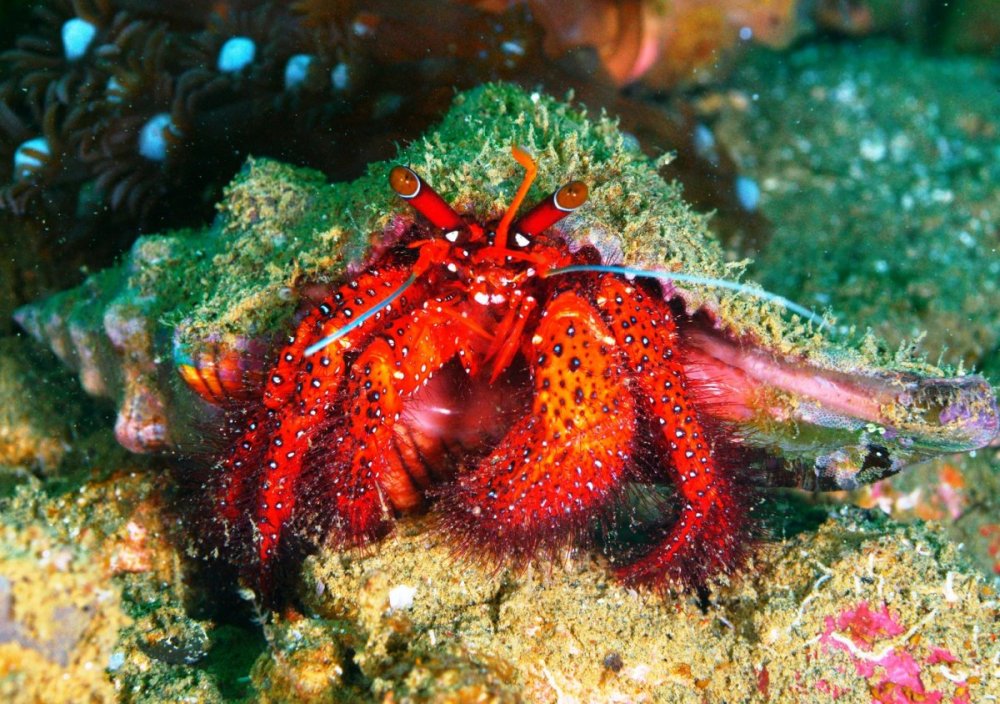 Resize Crab.jpg