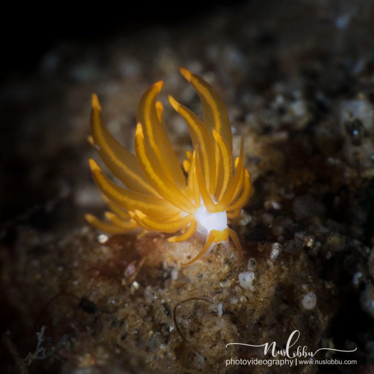 Nus nudi.jpg