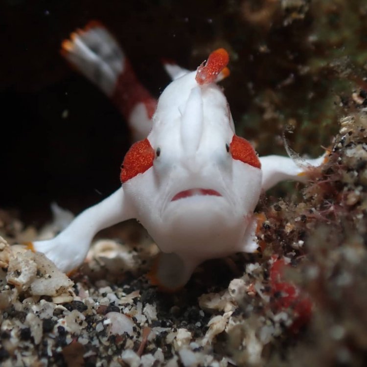 Clown angler fish Antennarius maculatus.jpg