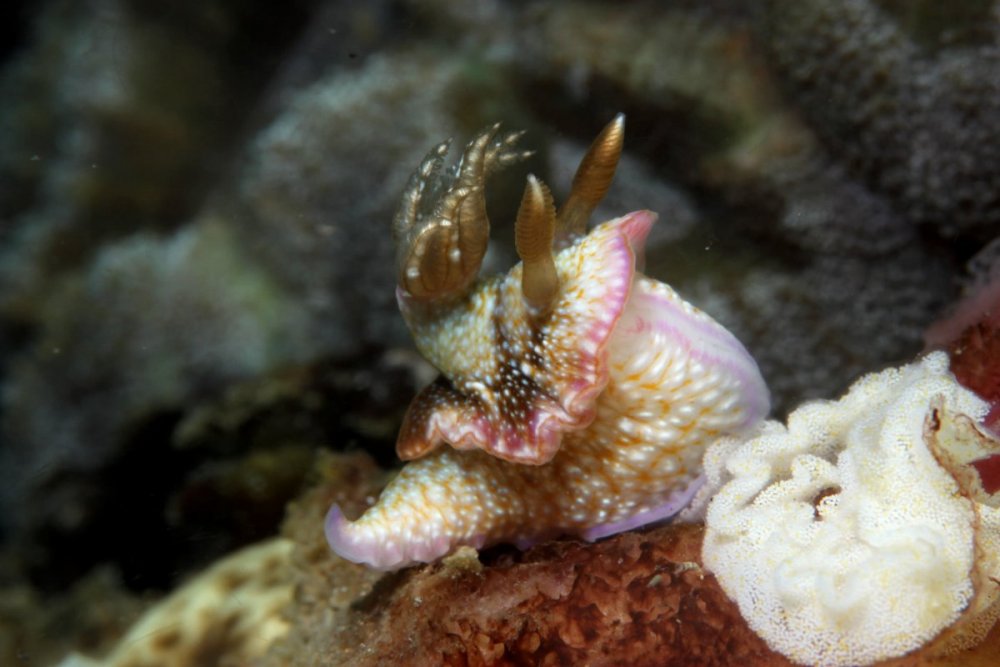 Catalina Island nudibranch laying egg ribbon, Robin McMunn, Feb 2022.jpg