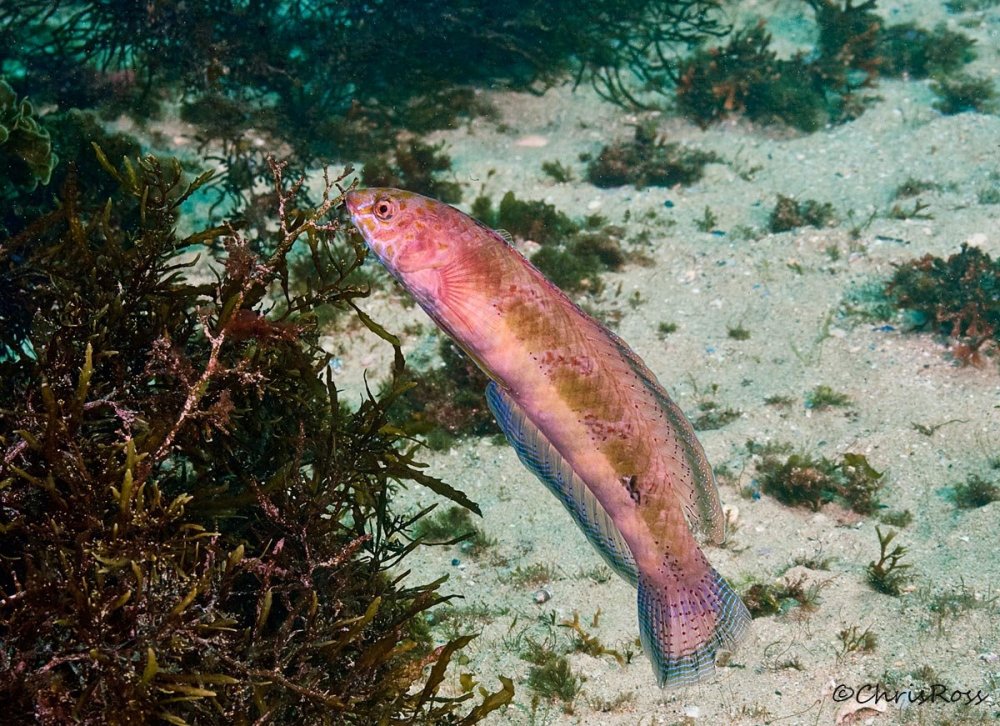 SnakeskinWrasse2.jpg