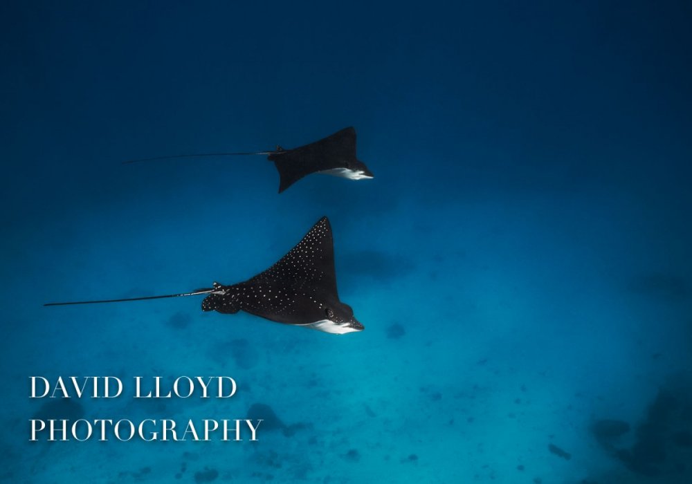 david-lloyd-photography-1-7.jpg