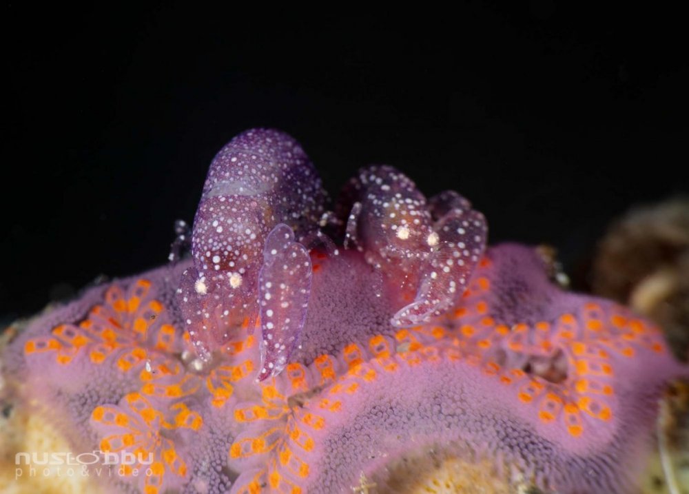 1154646489_Nus-ExcellentcamouflageAlpheussp2UnIdsnappingshrimp.thumb.jpg.6a8c91f2ada7c384a93669fd4816959d.jpg