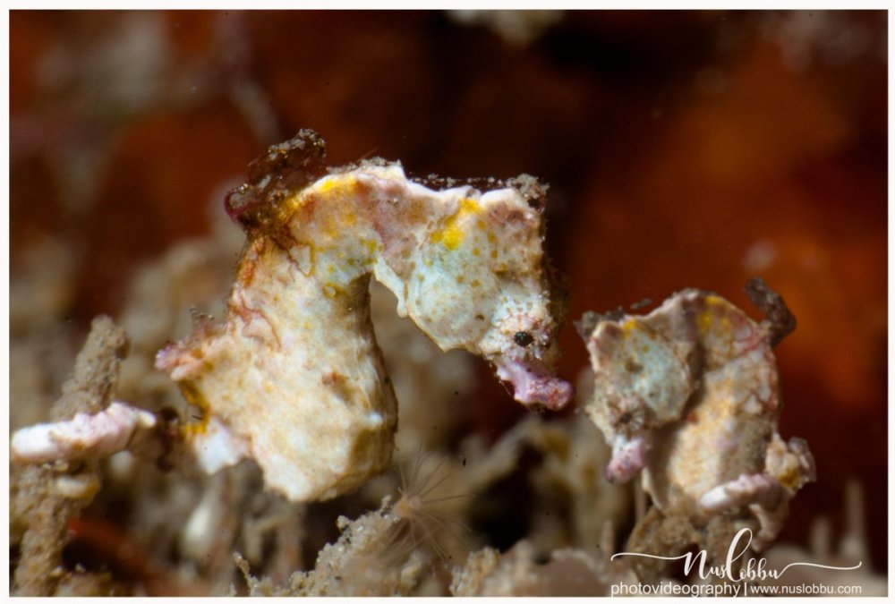 Hippocampus pontohi seahorses  Nus.jpg