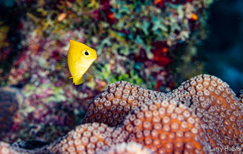 Yellow Damsel_.jpg