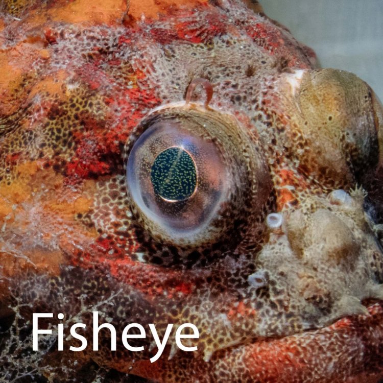 Fisheye.jpg