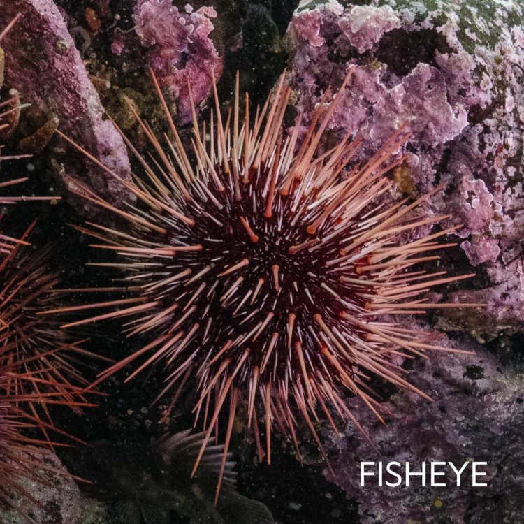 YUYAN-220319-KETDIVE-00103.jpg