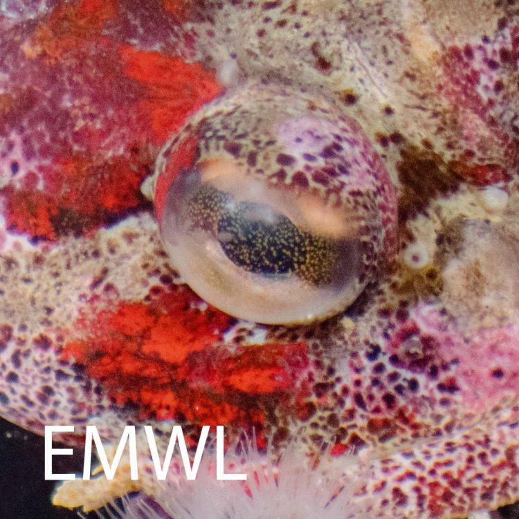 emwl.jpg