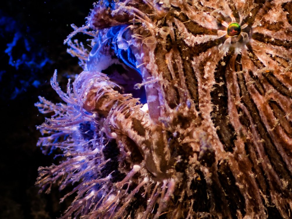 frogfish-cropped.thumb.jpg.b9d9d74c757f45125eb3904321c7524f.jpg