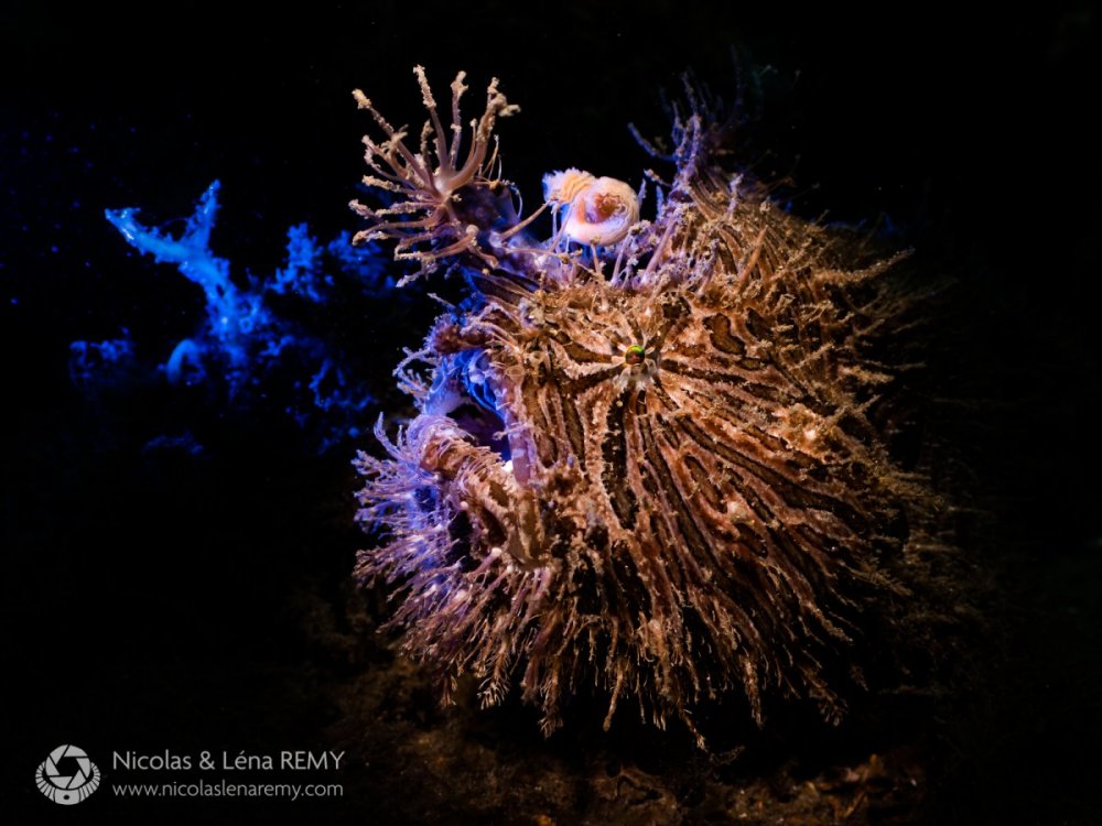 frogfish.thumb.jpg.2fe37e0152e6ede263469e9ee18f0027.jpg