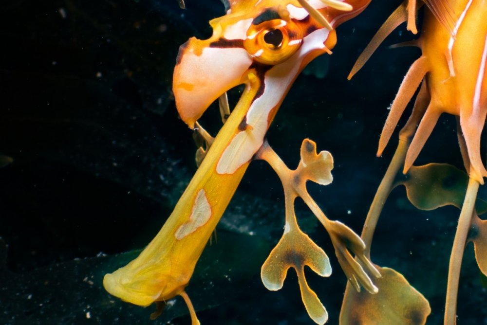 seadragon-cropped.thumb.jpg.ff9e25975bc4182c86c826aff5507f23.jpg