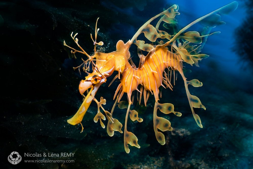 seadragon.thumb.jpg.e09616bb44163a9e0f4c84919673201e.jpg