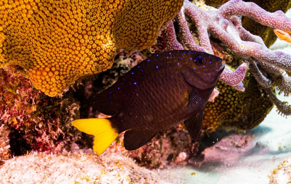 PCB_1339.jpg