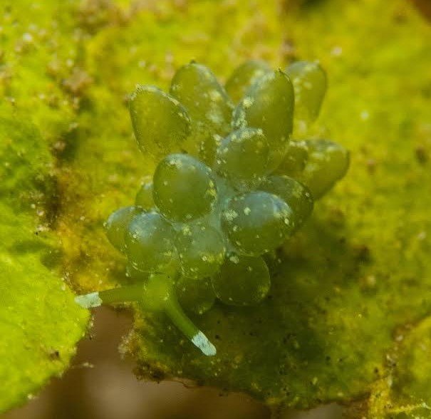 113080424_NusGreenNudi2.jpg.05614544eb93888731c8c1ec11ab1b65.jpg