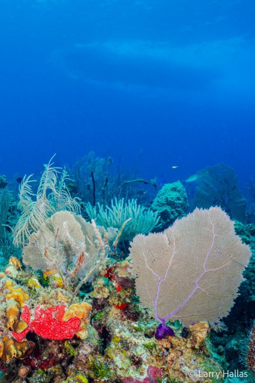 1519303982_ReefWithBoat.thumb.jpg.483a5119074250fd93f8648346c2ded1.jpg