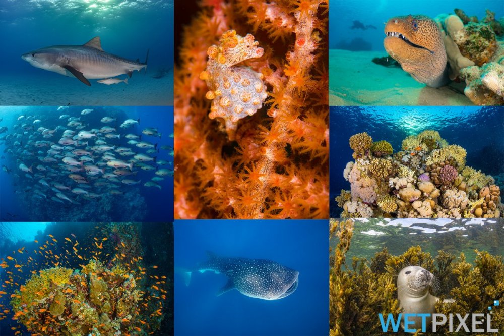 world_oceans day_22_2000.jpg