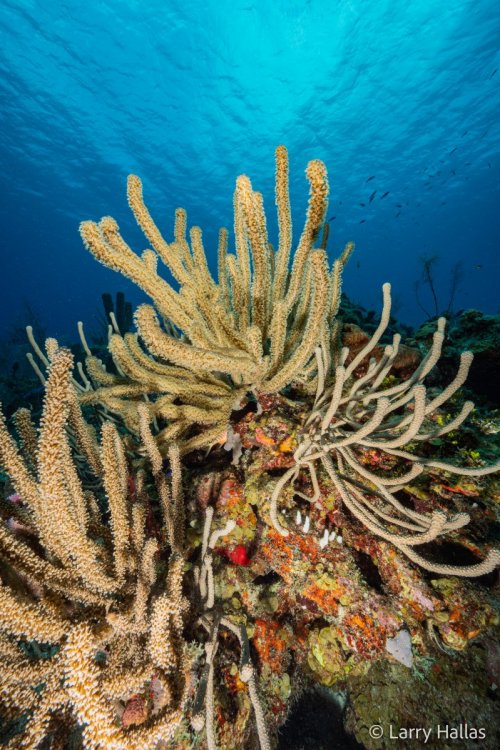 626524534_GoldenCorals.thumb.jpg.902c2271558ebbfc0f58b88dbe7b57c4.jpg