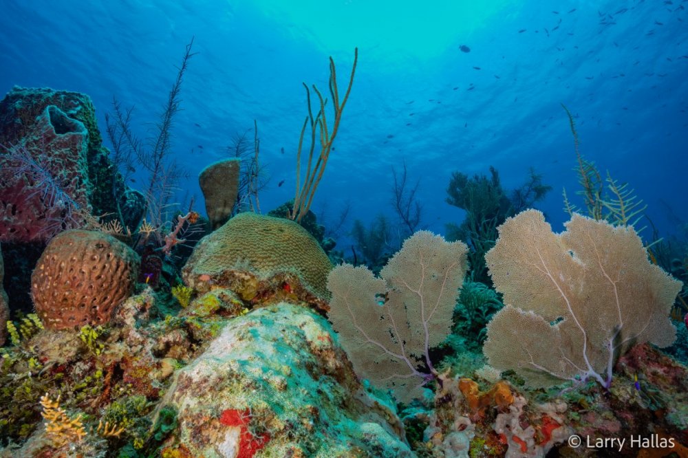 81449884_ReefSunball.thumb.jpg.29d21127fb093da3e89b014805848dfc.jpg