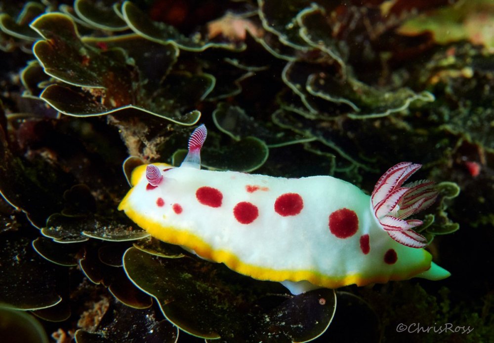Goniobranchus_splendidus_19.jpg