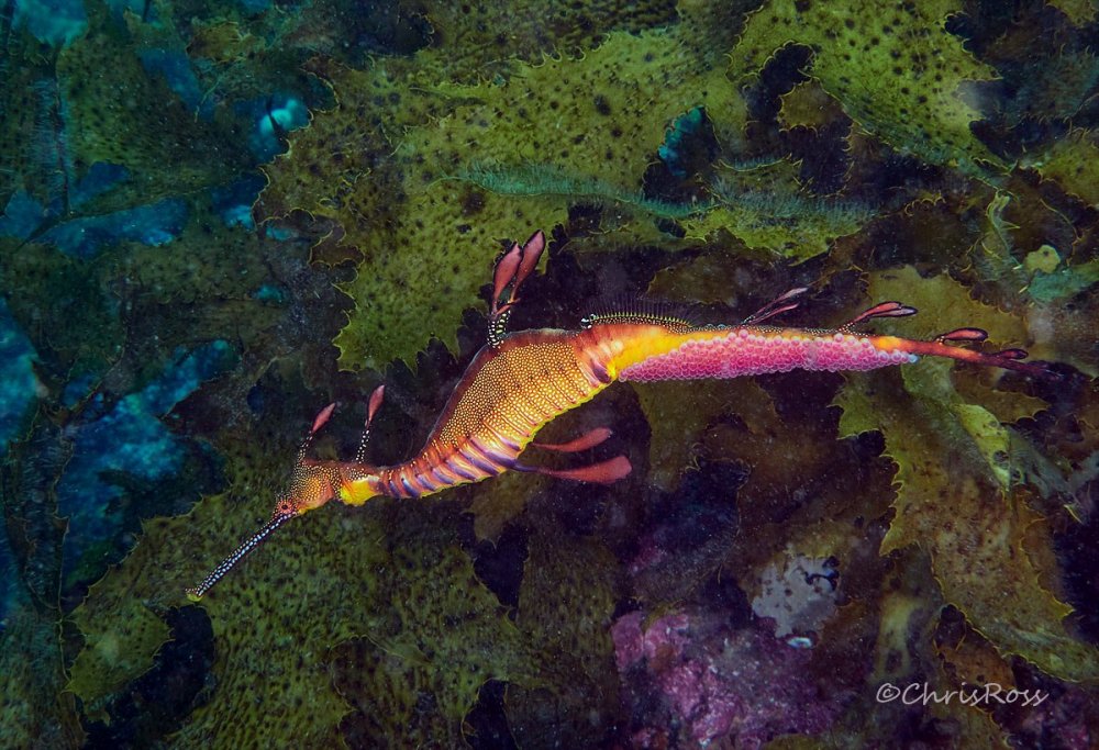 Weedy_Sea_Dragon_27.jpg