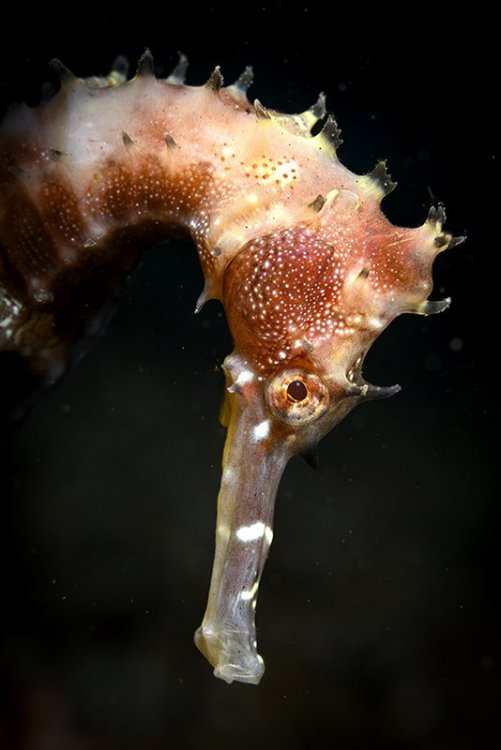 mini-seahorse_JBX3698.jpg