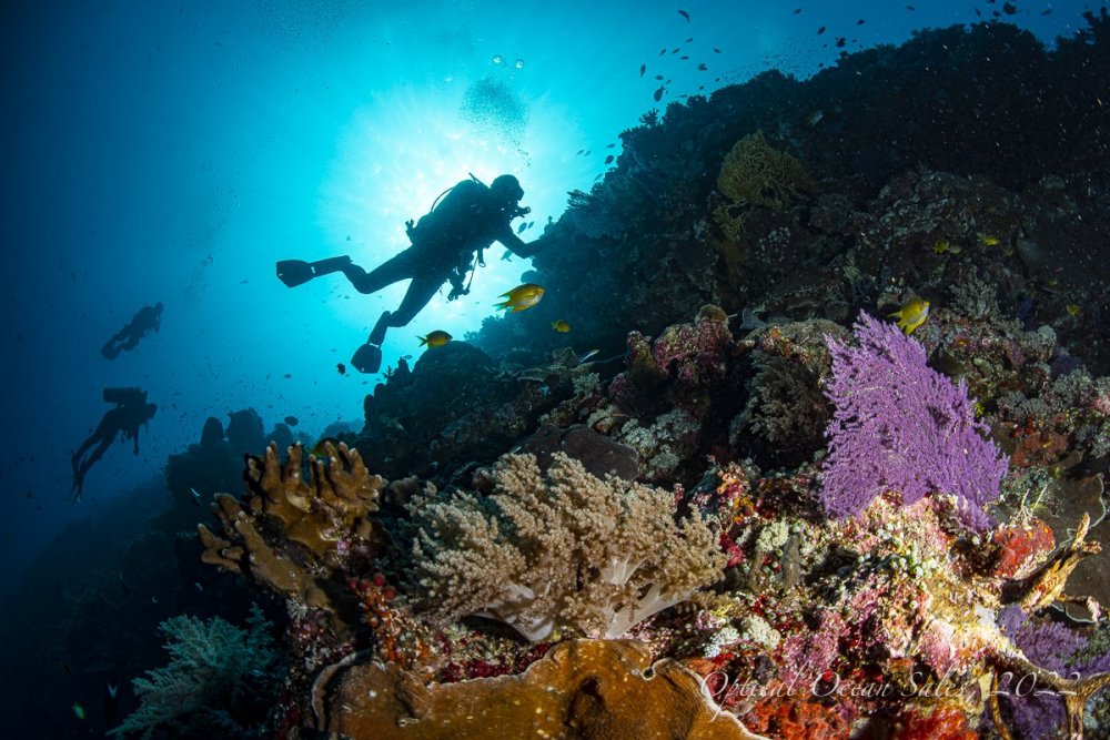 Divers Silouette-8.jpg