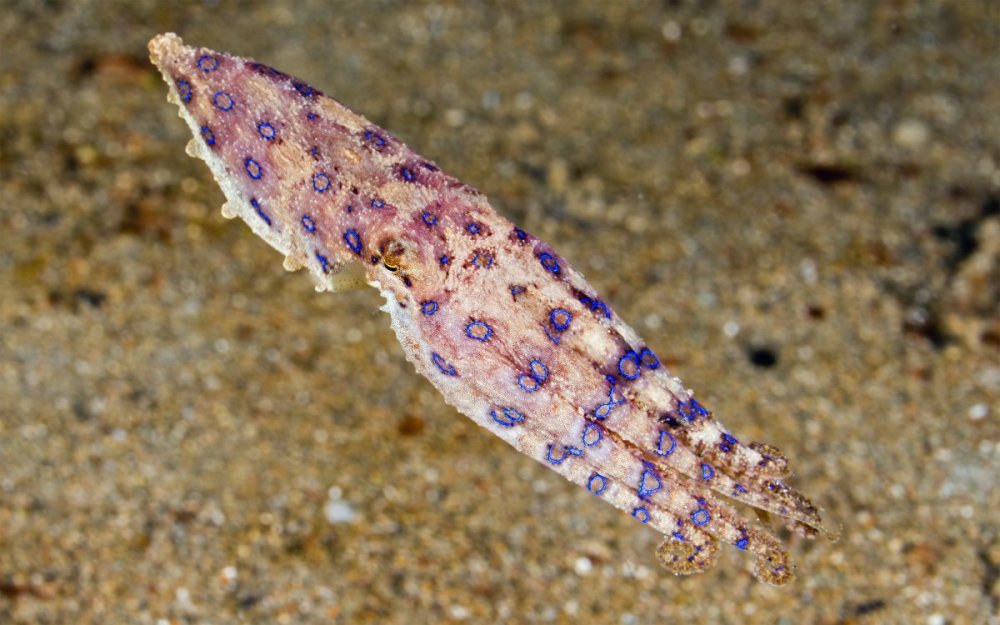 Sipi Bay (14).jpg