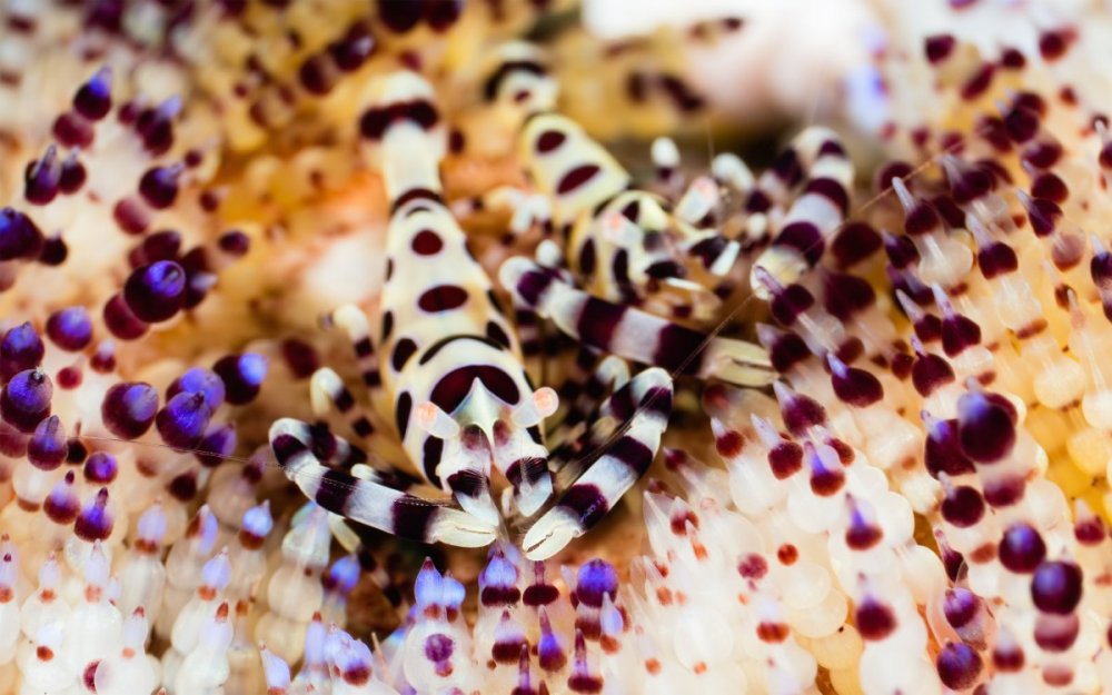 Goby a Crab (61).jpg
