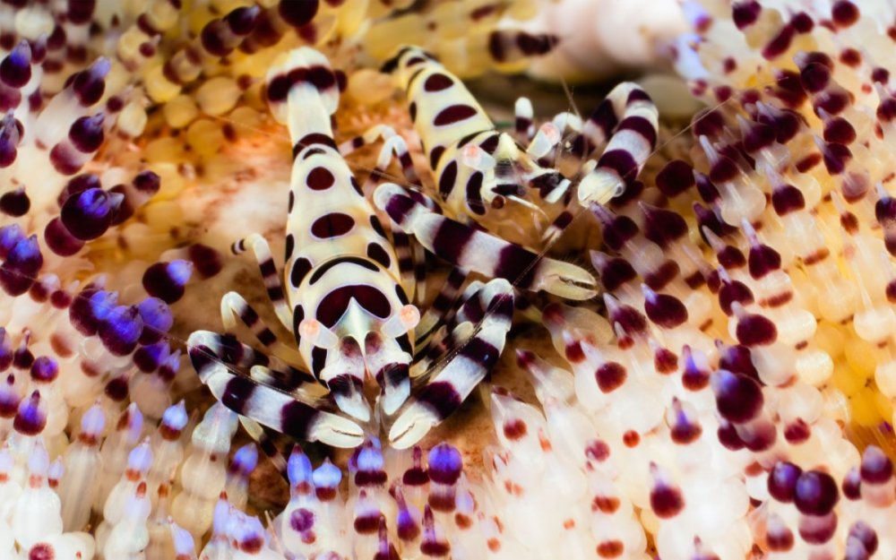 Goby a Crab (59).jpg