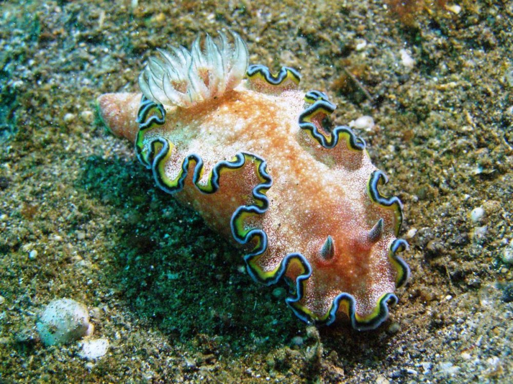 Gloso cincta.JPG
