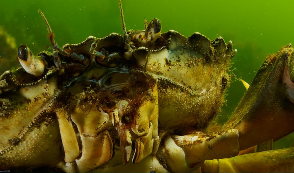 Crab after 3x.jpg
