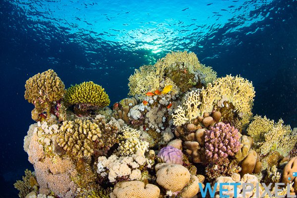 red-sea-23_20.jpg
