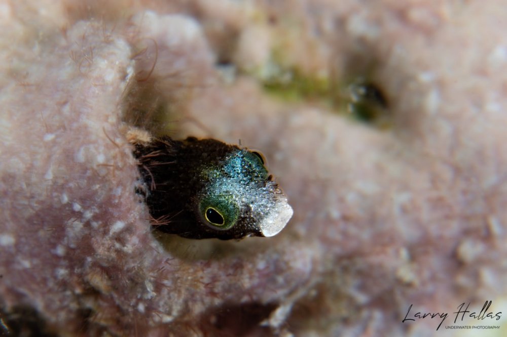 1298866285_SpinyHeadBlenny.thumb.jpg.fcbb64974b8de0121587c957c74c06fc.jpg