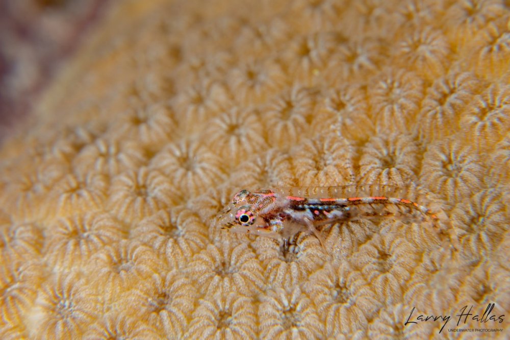 Tiny Glass Blenny.jpg