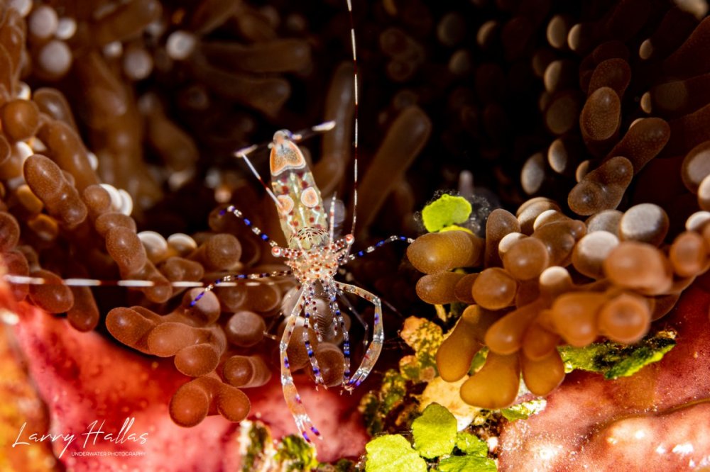 1832502287_AnemoneShrimp.thumb.jpg.ef4039ed019d04903ed09aac83c8caa1.jpg