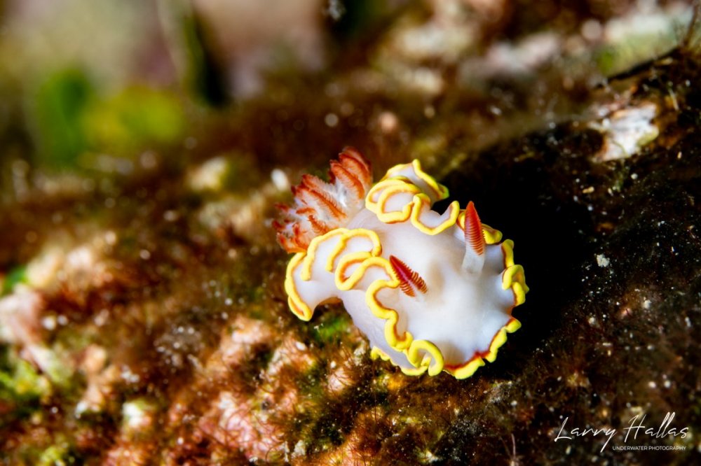 Red-Tipped Sea Goddess.jpg