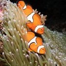 Blenny84