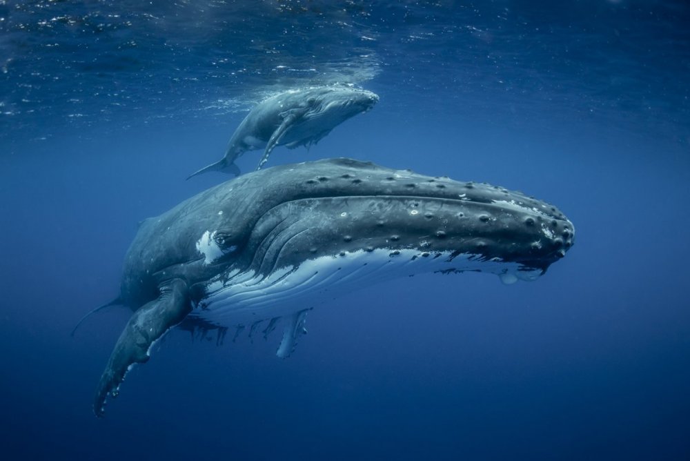 Humpback Amore.jpg