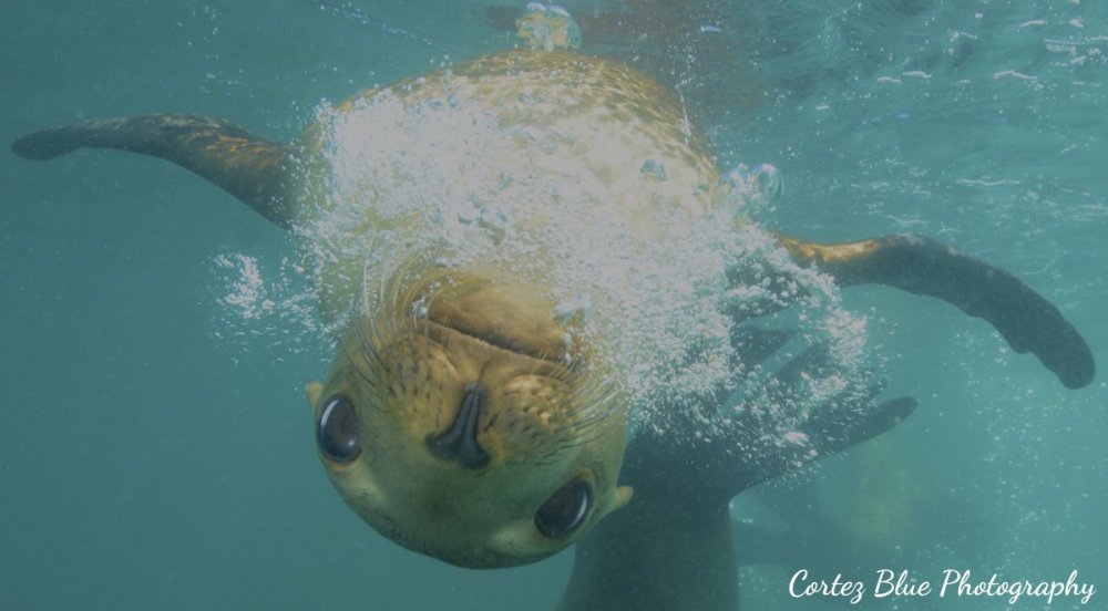 MB_P_BubblesMySeaLionDiveBuddy_PhilipBonds.jpg
