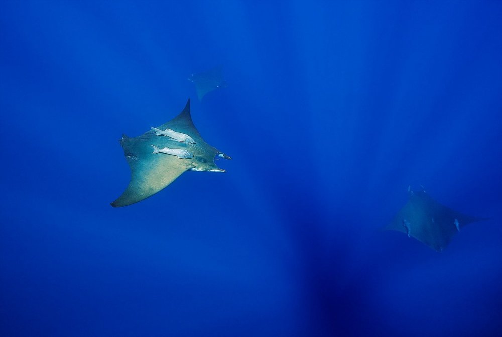 Still_Viking_Manta2.jpg