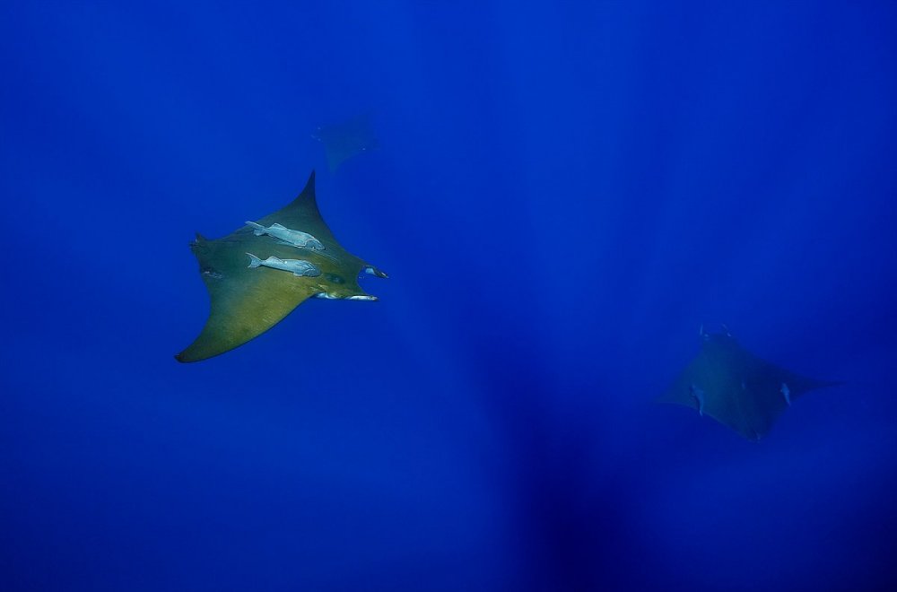 Still_Viking_Manta3.jpg