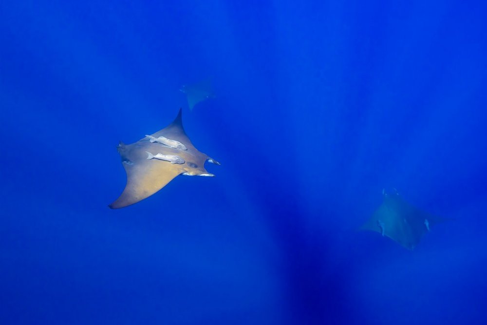 WP-mantas.thumb.jpg.a73259745e5f043b5c34463b10e7514b.jpg