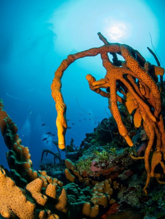 reef.jpg