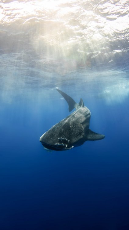 St Helena Whaleshark-1.jpg