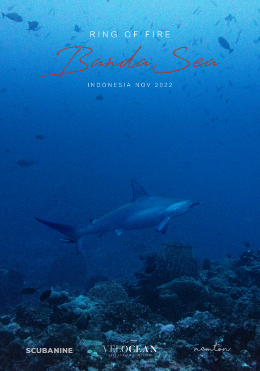 Bandasea cover1.png