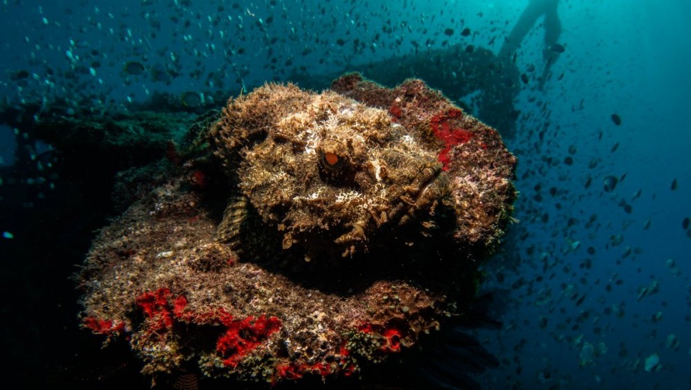 St Helena fish-1.jpg
